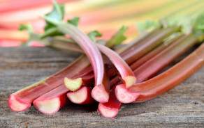 Rhubarb