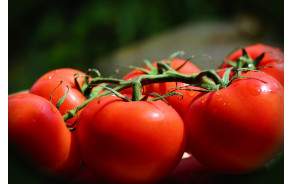 Tomates rondes GRTA